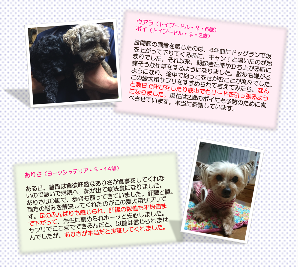 毎日少しずつ歩く距離が伸びています