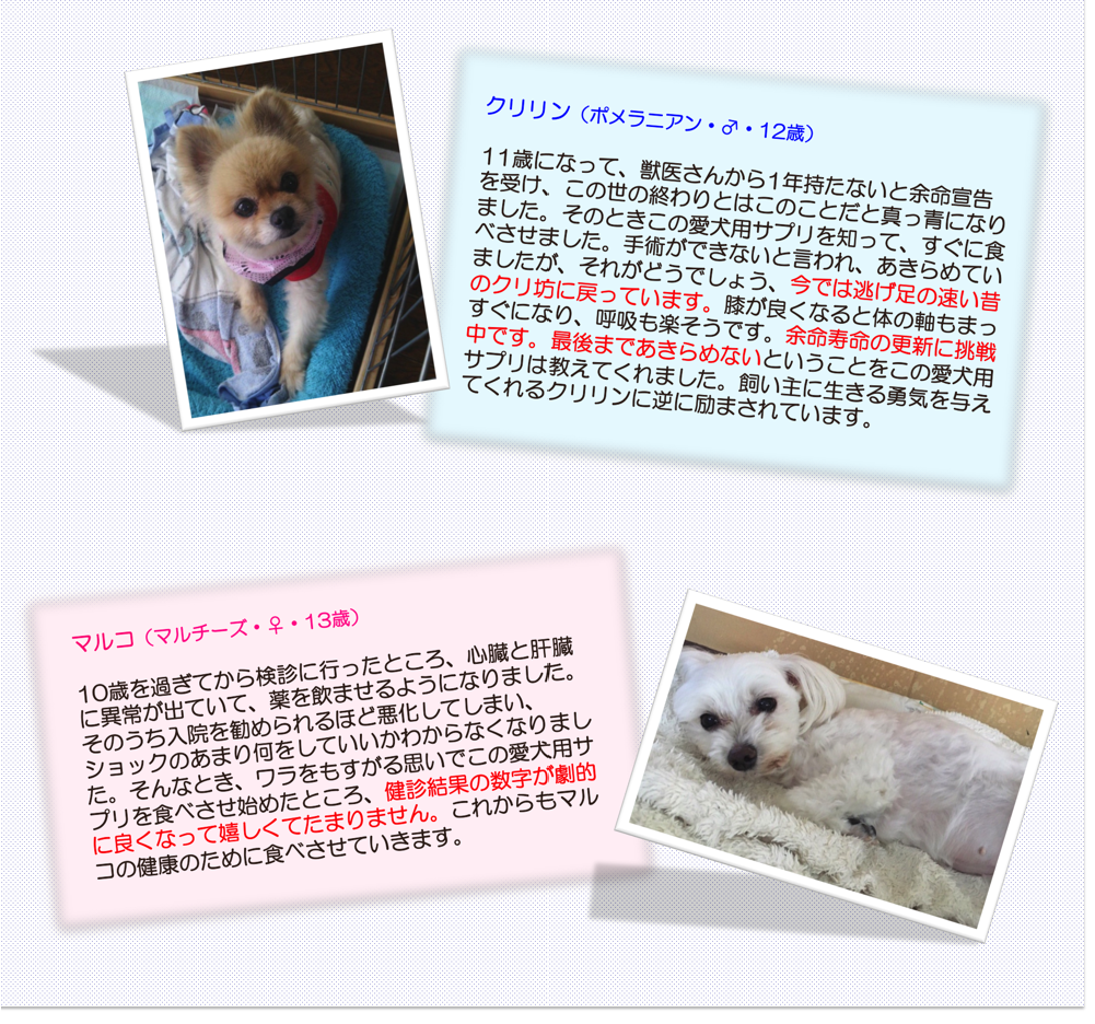 伸びをしたり散歩でもリードを引っ張るようになりました