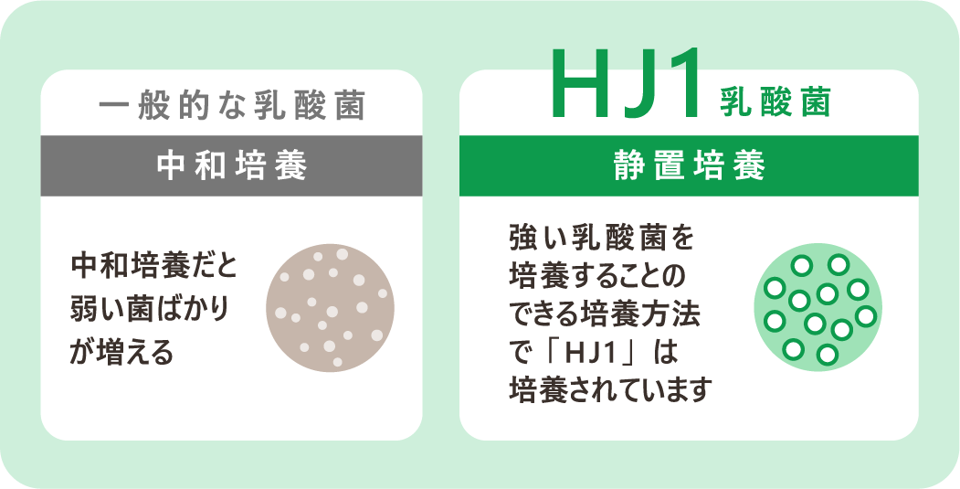 「HJ1乳酸菌」 は強い乳酸菌をつくる静置培養方法を用いて製造、エイチジングリーンには１包に1000億個の乳酸菌を配合しています。
