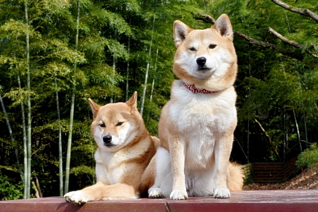 竹と犬
