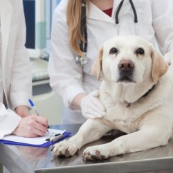 肝臓の数値が上がってしまって不安 どうすれば サミーフィッシュ 犬の肝臓 関節に犬用サプリ たからものショップ