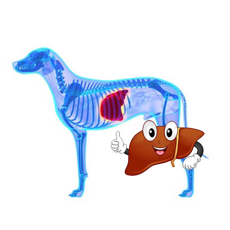 肝臓の話 たからものショップ 犬の肝臓 関節に犬用サプリ Part 3