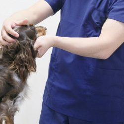 感染症や寄生虫 サミーフィッシュ 犬の肝臓 関節に犬用サプリ たからものショップ