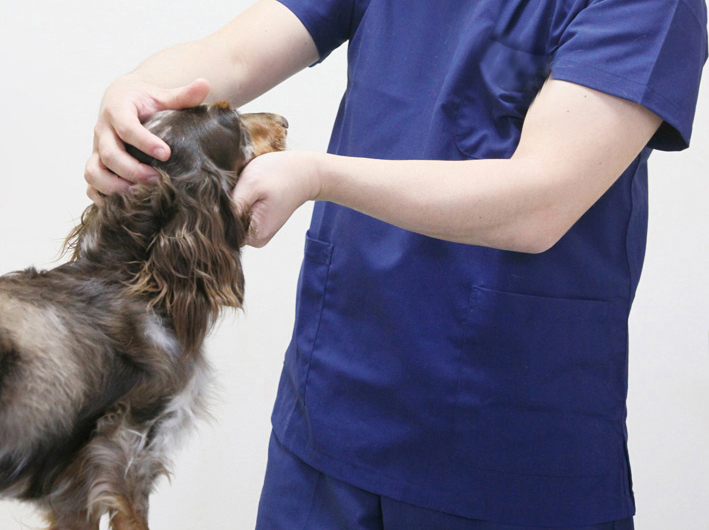 犬用の亜鉛サプリメントの効能 サミーフィッシュ 犬の肝臓 関節に犬用サプリ たからものショップ