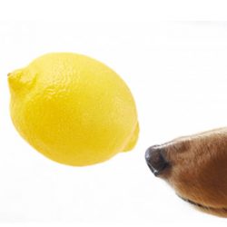 犬用のビタミンcサプリメントの重要性 サミーフィッシュ 犬の肝臓 関節に犬用サプリ たからものショップ