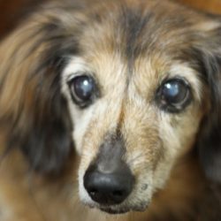 愛犬の老化と向き合うノウハウ サミーフィッシュ 犬の肝臓 関節に犬用サプリ たからものショップ