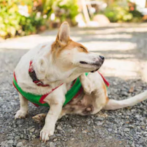 犬の皮膚病をサミー Same でケア たからものショップ 犬の肝臓 関節に犬用サプリ