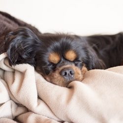 ベッドと犬