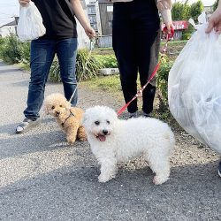 ワンコとのお散歩ごみ拾い活動