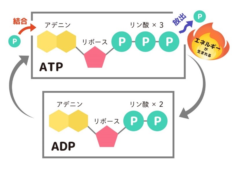 エネルギーのカプセル「ATP（アデノシン3リン酸）」