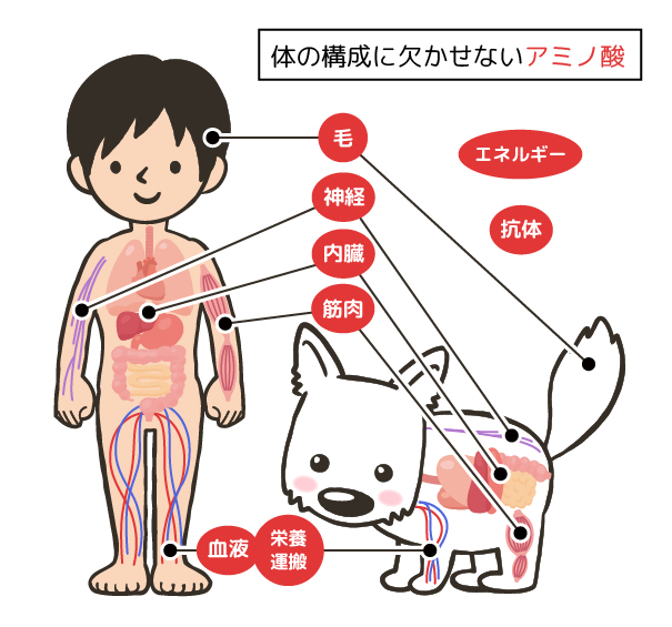 体の構成に欠かせないアミノ酸